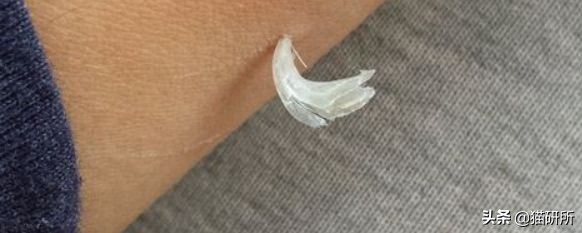 猫咪全项检查都有什么,猫咪的17项基础检查