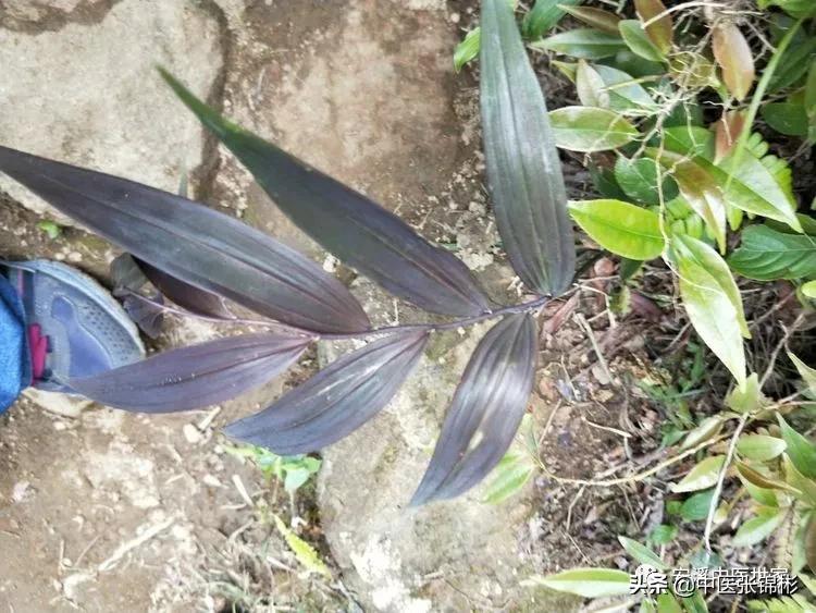 认识身边的中药材,认识中医寻找身边的中药