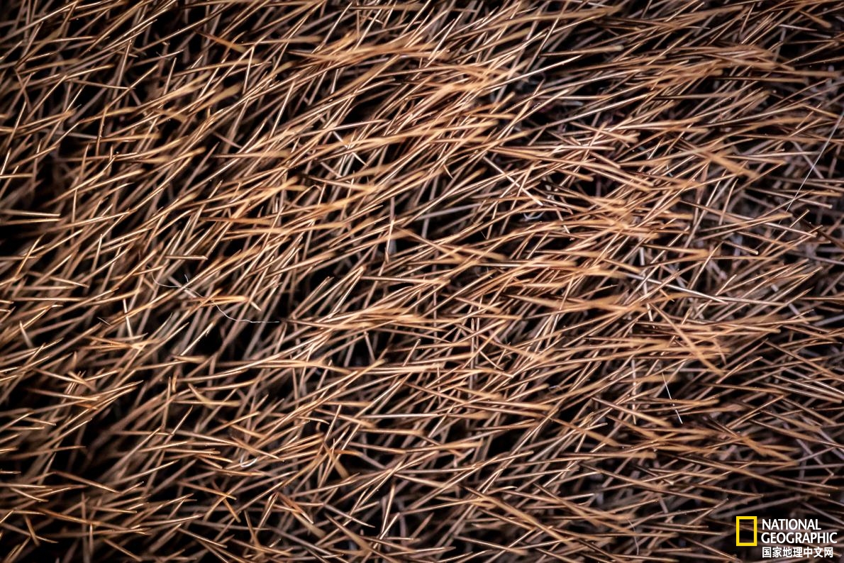 鸭嘴兽可能还存在吗,鸭嘴兽有毒为什么还要濒临灭绝