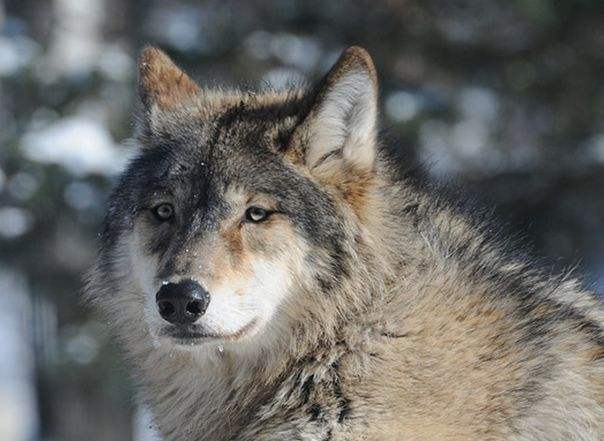狼图腾大揭秘,狼图腾狼行天下