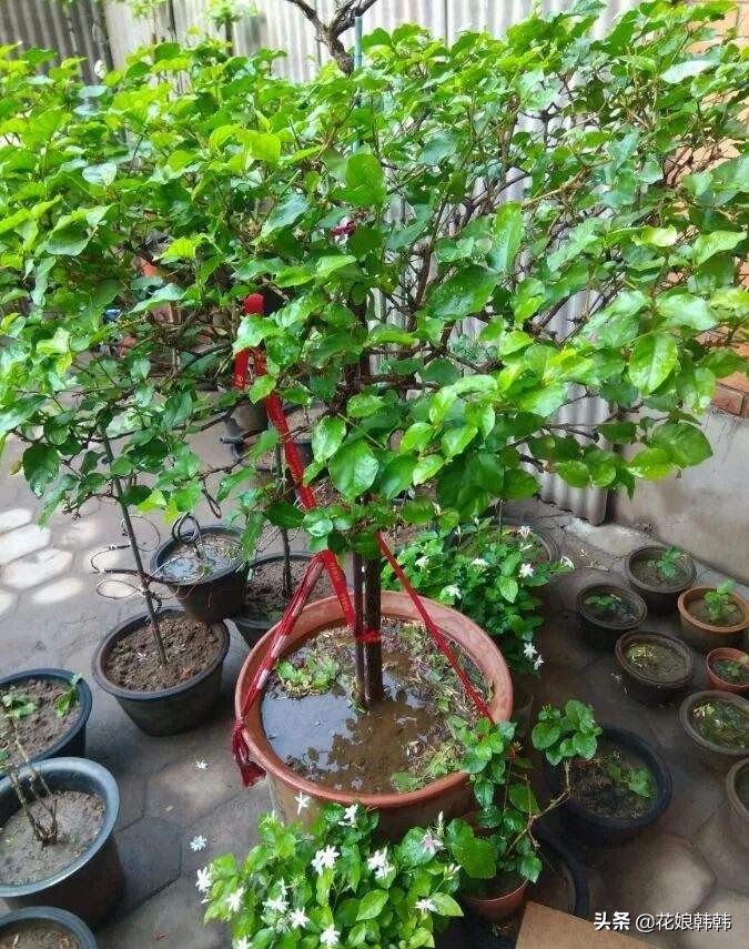 酸性土壤板结还是碱性土壤板结坏,土壤板结是怎么样的