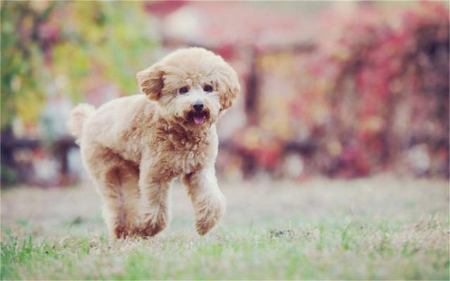 泰迪很严重泪痕怎么消除最有效,泰迪有泪痕怎么解决