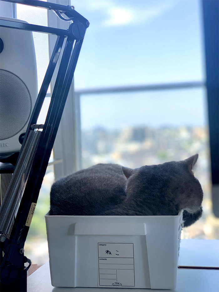 猫咪喜欢上桌子？打扰你的工作？试试这个方法，轻松摆脱它的骚扰