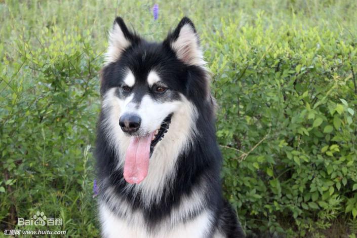 性格温顺的大型犬品种,宠物狗大型犬都有哪些品种