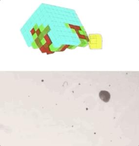 全球首个活体机器人拥有自愈能力,全球首个可繁殖活体机器人问世