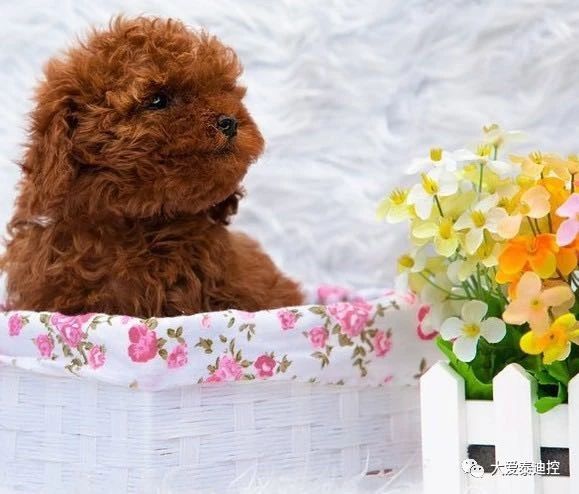 泰迪有白毛是怎么回事,泰迪身上长出白毛是怎么回事