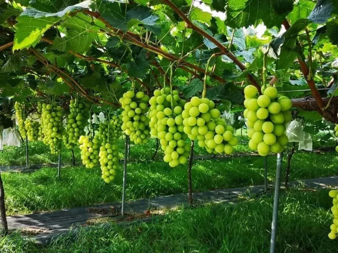 最近阳光玫瑰销售价格,全国阳光玫瑰上市时间价格