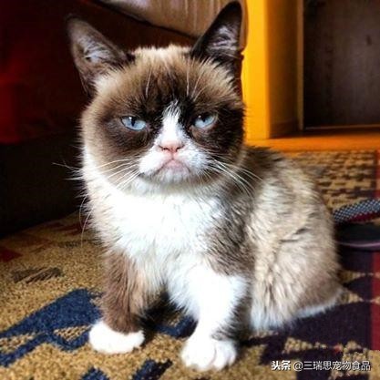 萌猫十大明星,十大萌猫排名