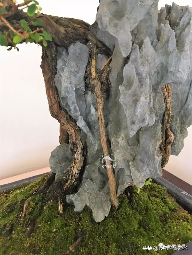 鎮礀缁濆閫㈢敓,鎮礀鐩嗘櫙澶у叏