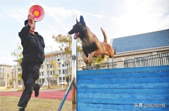 欧洲“白龙马”“啸天犬”亮相军运会，它们在中国待遇有多好？