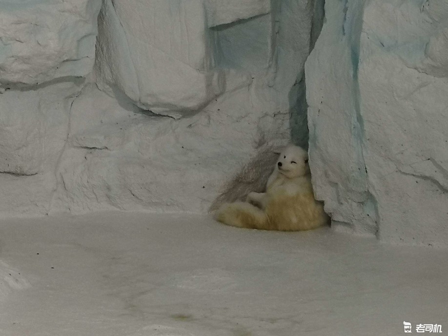 珠海长隆海洋王国攻略2天亲子游,珠海长隆海洋王国亲子游北极熊