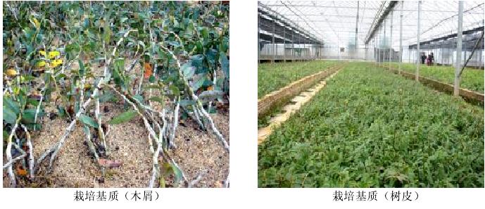 铁皮石斛栽培技术规程,铁皮石斛栽培技术内容