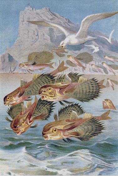 鍝楸艰兘鍦ㄦ捣闈笂婊戠繑,鑳藉湪娴烽潰涓婃粦缈旂殑鏄粈涔堥奔