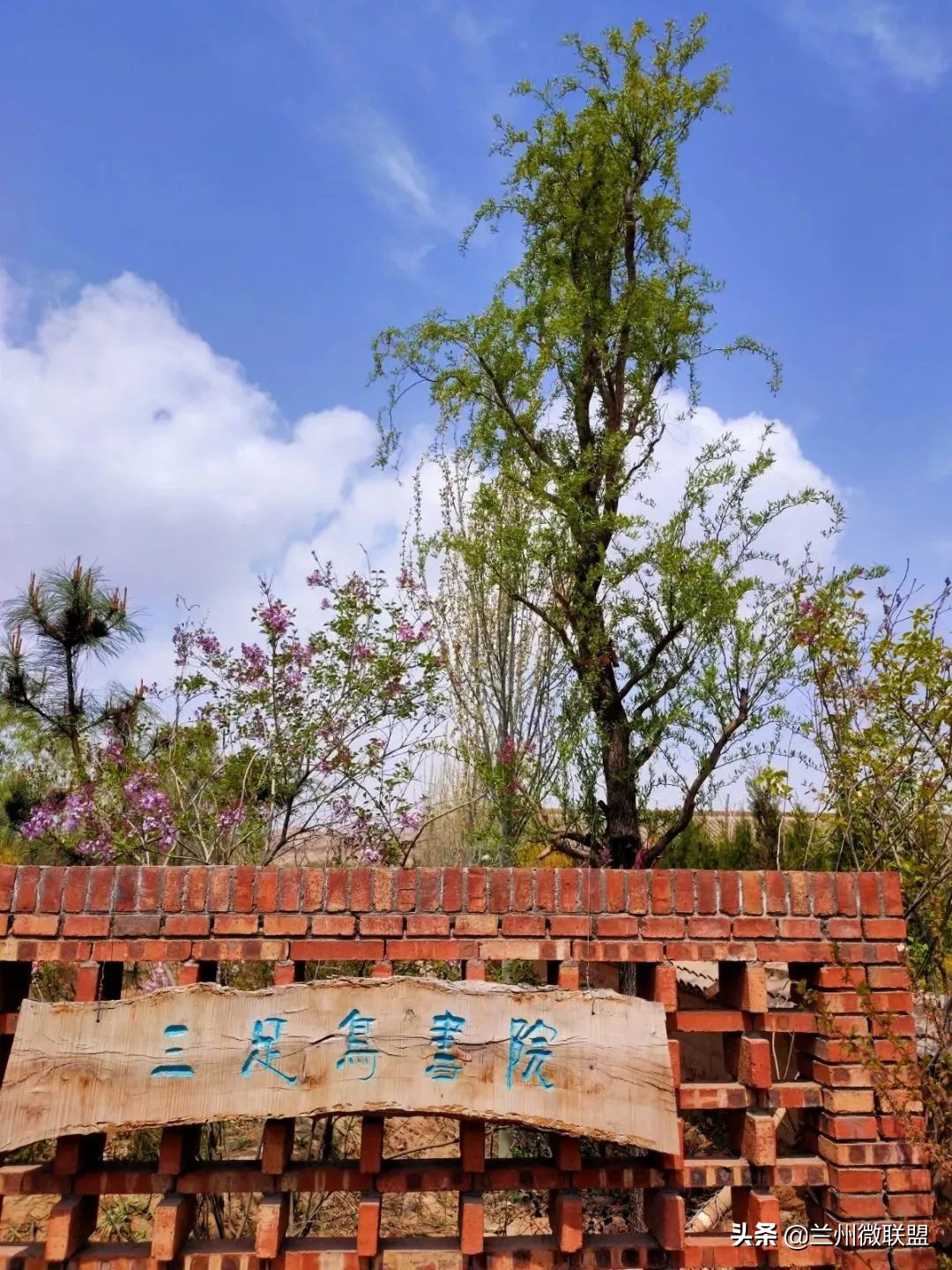 杏林湖黑天鹅,五一假期观光兰州