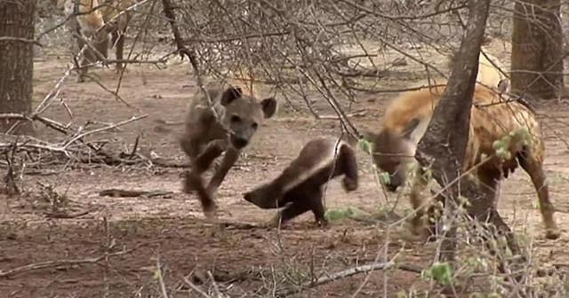 平头哥对上“非洲二哥”谁会赢？一个是真“虎”，一个是真牛