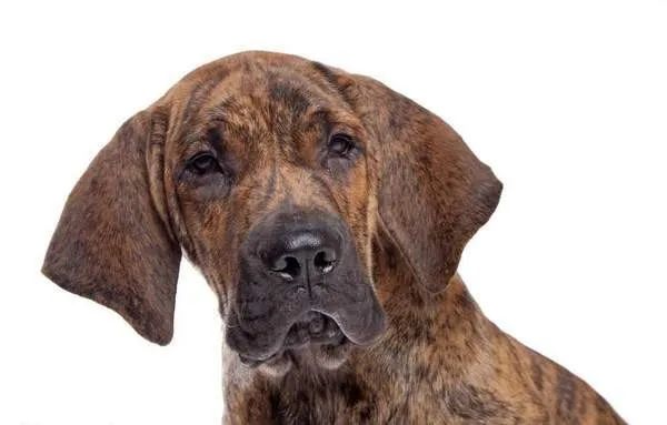 世界十大猛犬藏獒仅排第二,世界十大猛犬排名藏獒只排第六