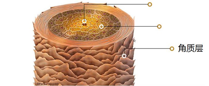 染发头发干枯毛躁怎么护理,头发干枯毛躁护理妙招