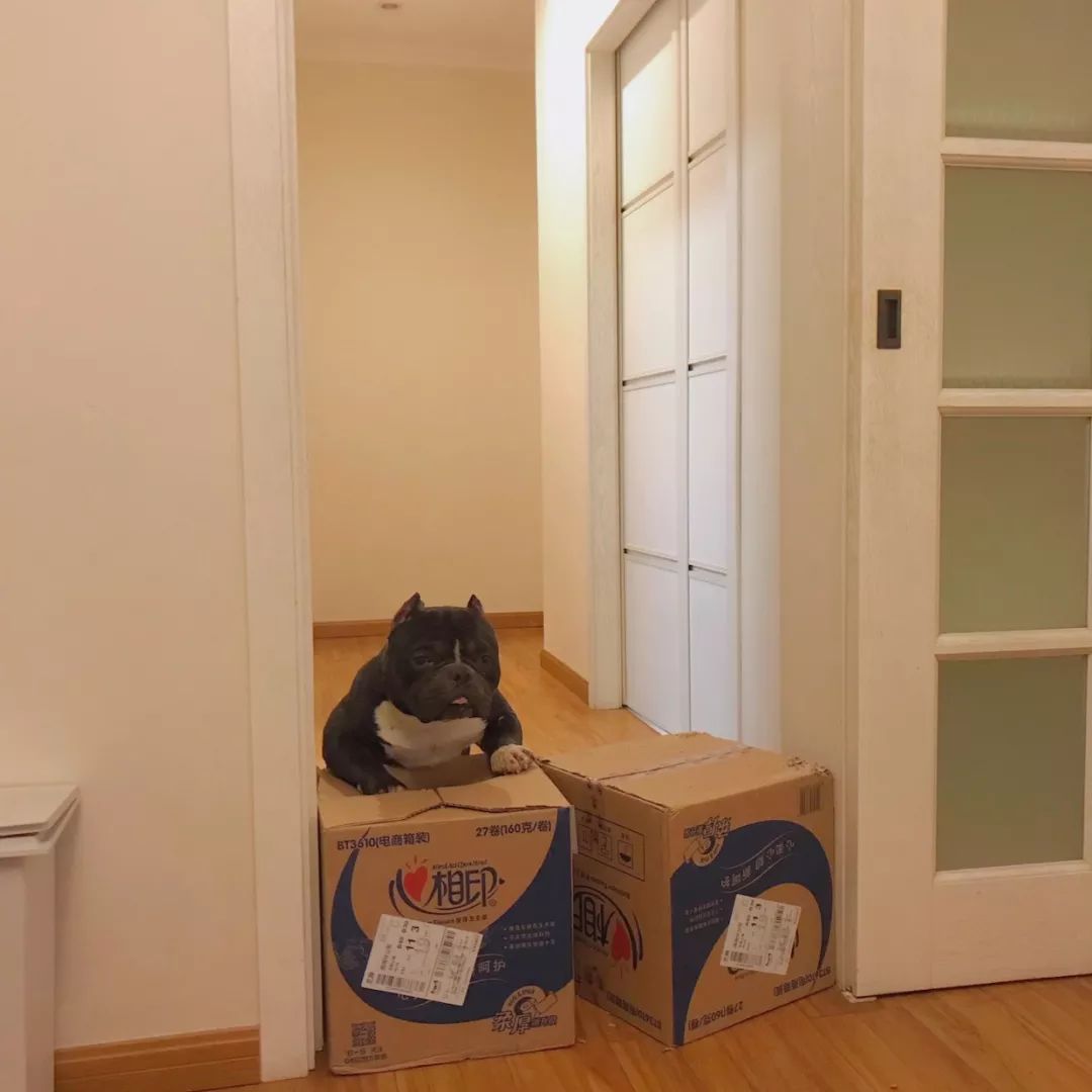 一只鸭子一万五元,一只鸭子一万多