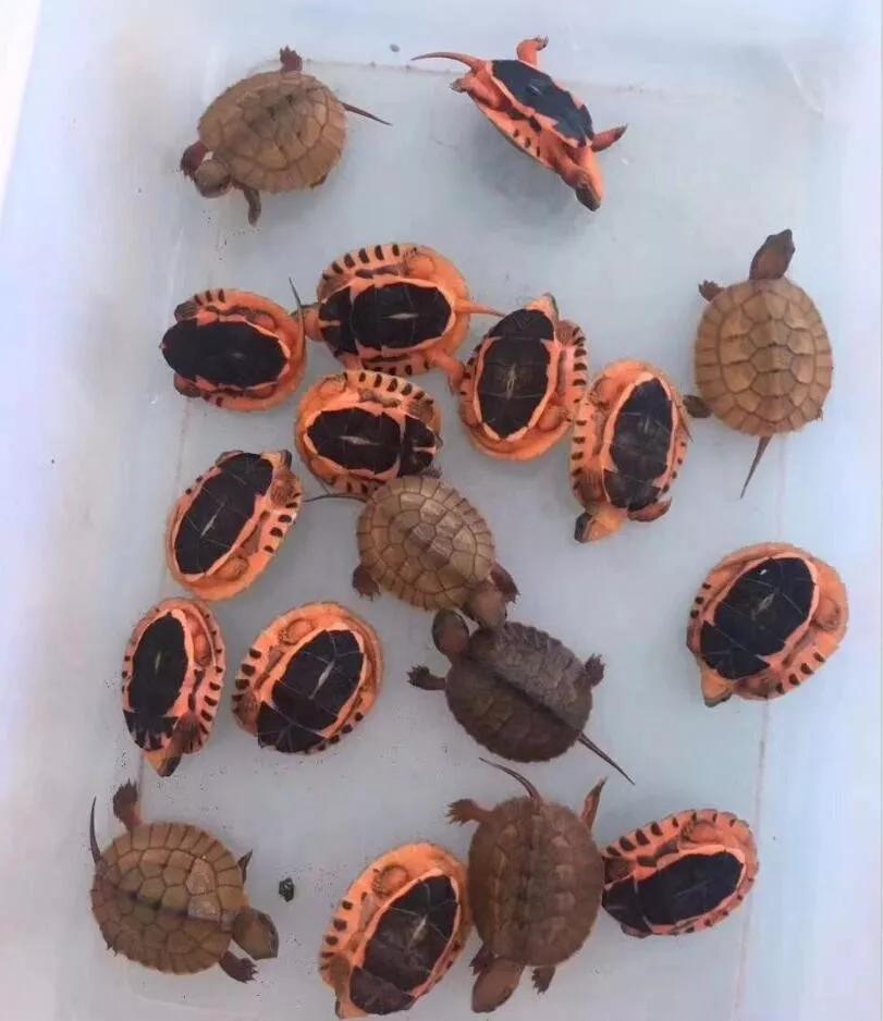 龟外伤能自动修复吗,龟龟经常应激会怎么样