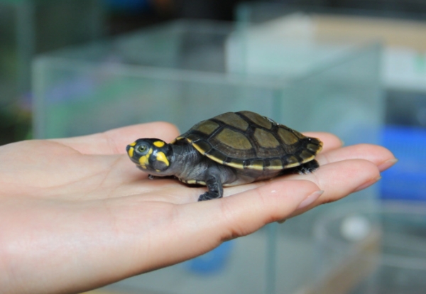 水族箱养鱼龟混养造景,热带鱼混养龟最佳搭配
