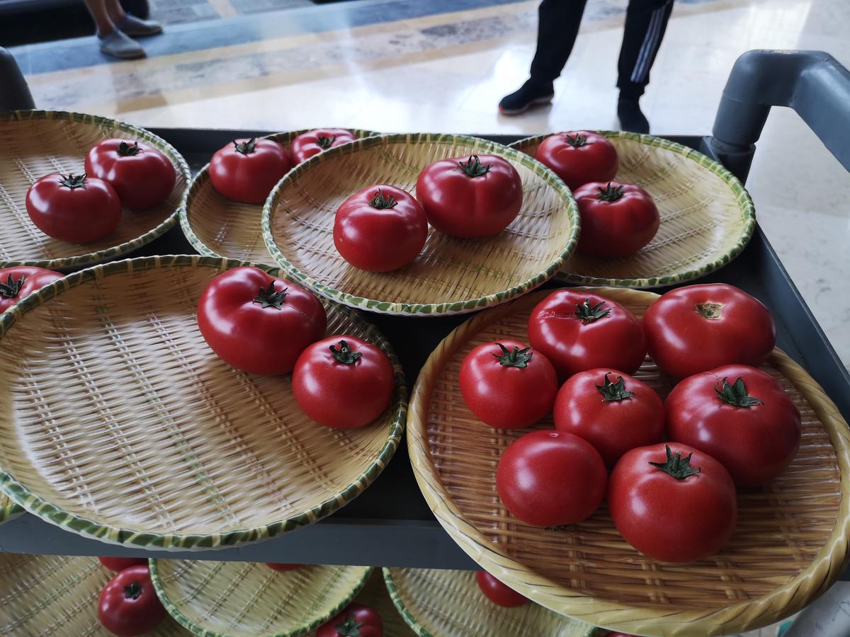 番茄怎么种?教你种植技巧,小菜园种几棵,番茄多到吃不完