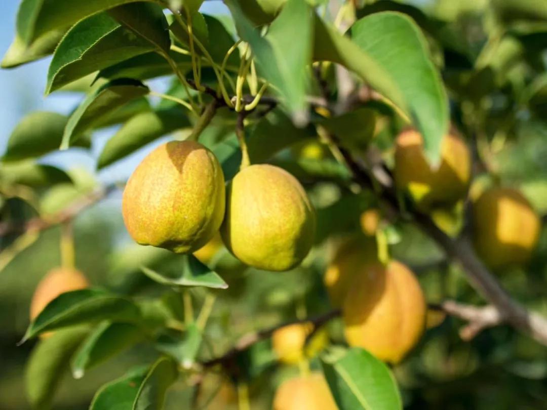 冬天气候干燥喝点什么缓解,雾霾天必备生津润燥的雪梨汤