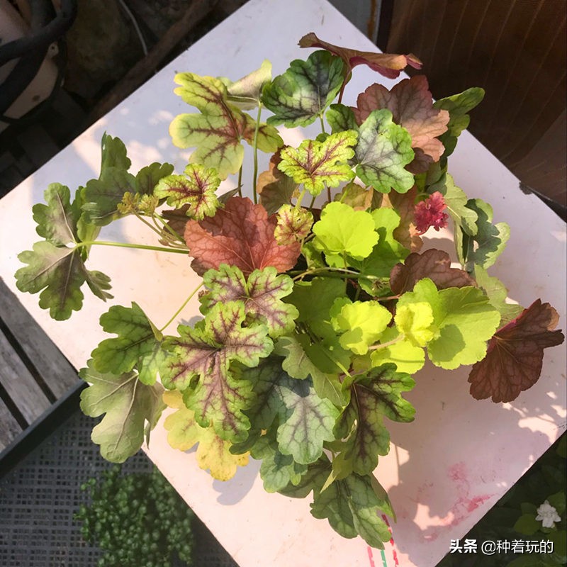 彩叶草矾根组合盆栽,最好看的彩叶草