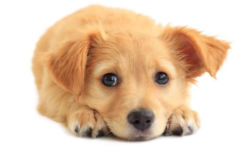 狗狗缺钙有哪些表现怎样补钙,狗缺钙表现有哪些症状图片