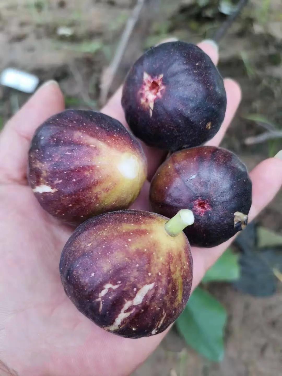 水果无花果品种大全,无花果市场畅销品种