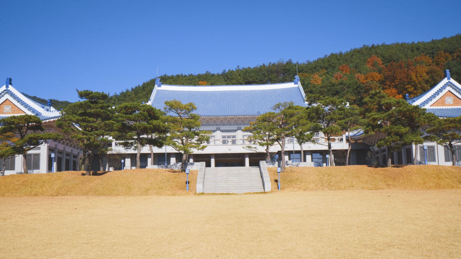 哇，人参随便挖！韩国还能这么玩