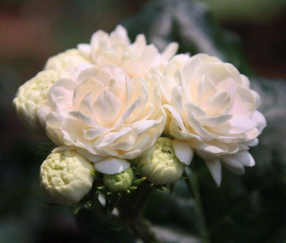 茉莉花春季修剪细弱枝还是粗壮枝,茉莉花上什么肥能让枝干粗壮