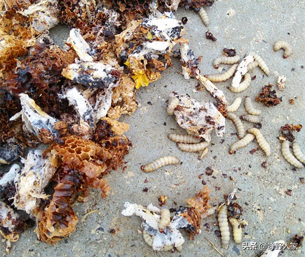 巢虫其实不可怕,巢虫是蜜蜂最大的天敌