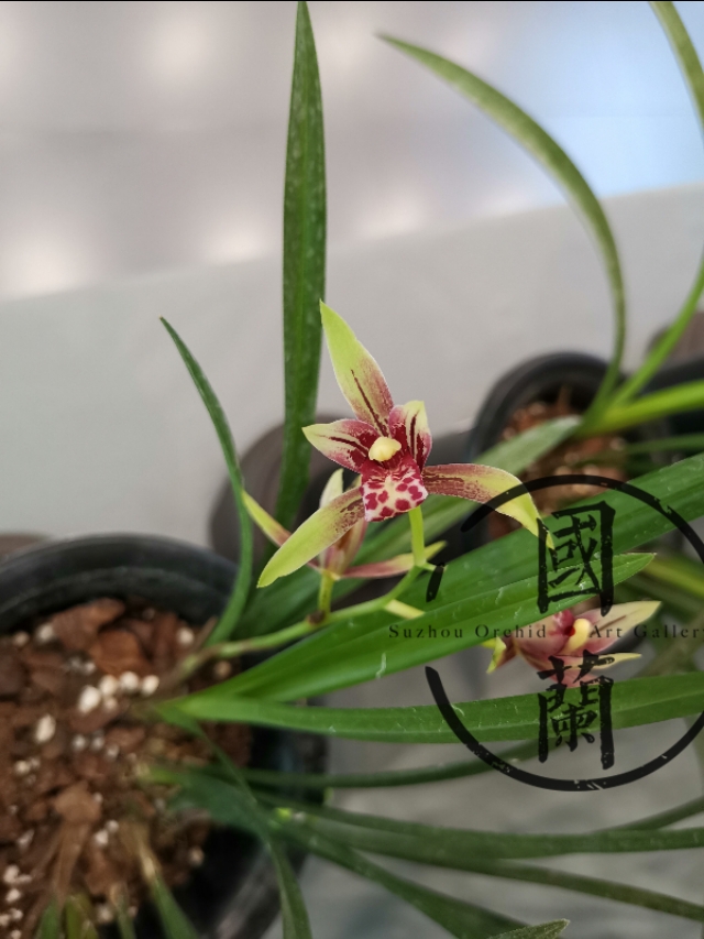 兰花的价格最贵的是多少元,兰花的价格