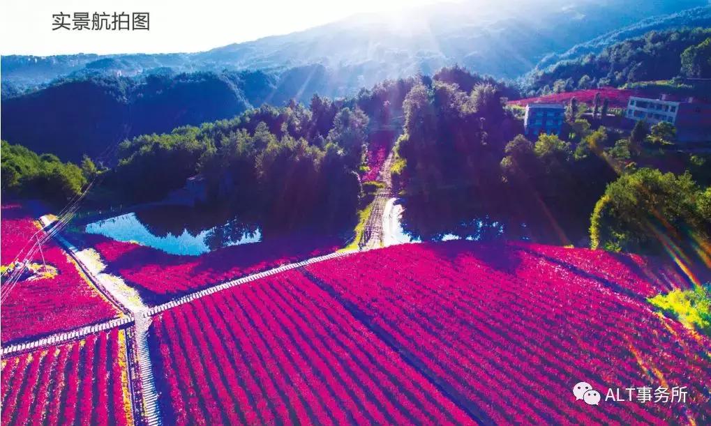 天鹅绒紫薇花烂漫,花争艳