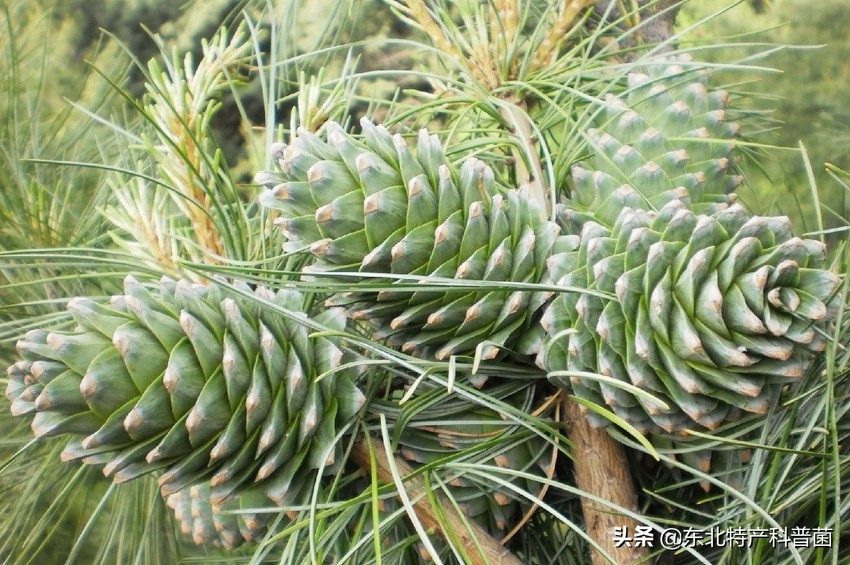 松子的采摘过程,松子从采摘到炒熟的全过程