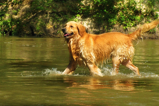 金毛肚子上有小脓包,金毛肚子有虫怎么治