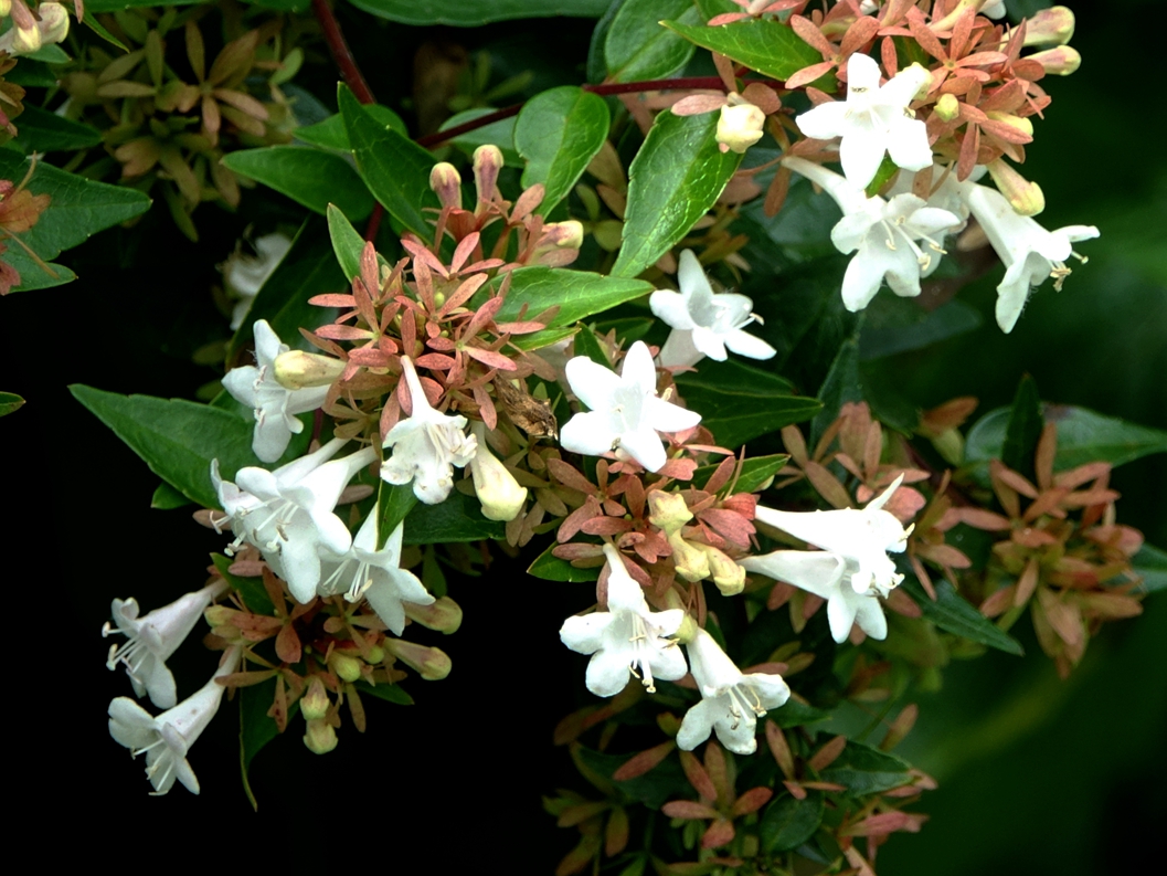 降龙木花树,降龙木树花图片