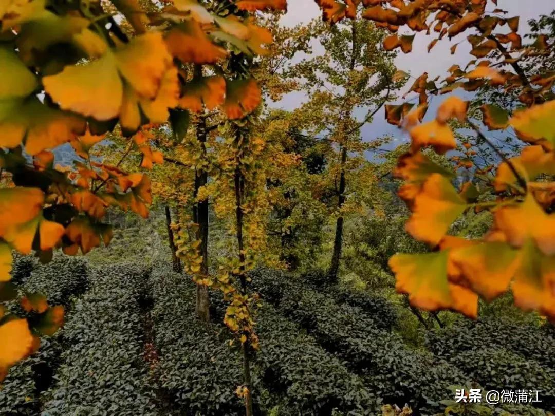 邂逅初冬的西湖,邂逅初冬的美妙韵味