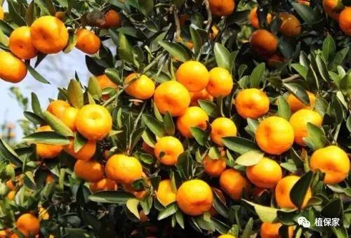 含聚天门冬氨酸水溶肥,精氨酸氨基酸肥料