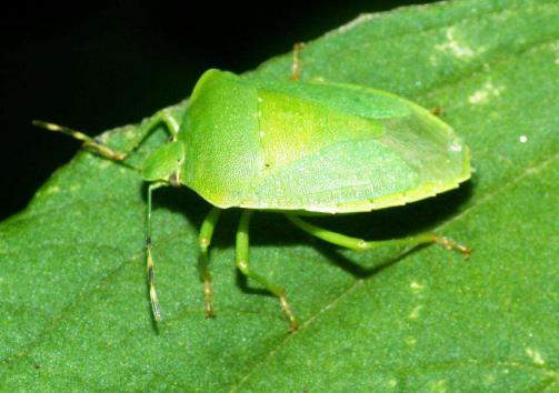 放屁极臭还危害农田，所有的椿象都是害虫吗？