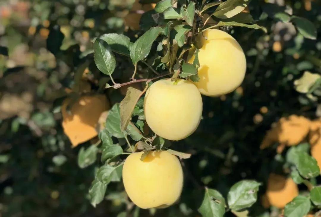 高山脆甜富士,美味富士品种介绍