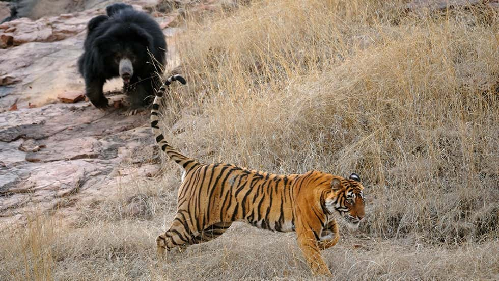 懒熊体型和老虎哪个好,懒熊可以打败老虎吗