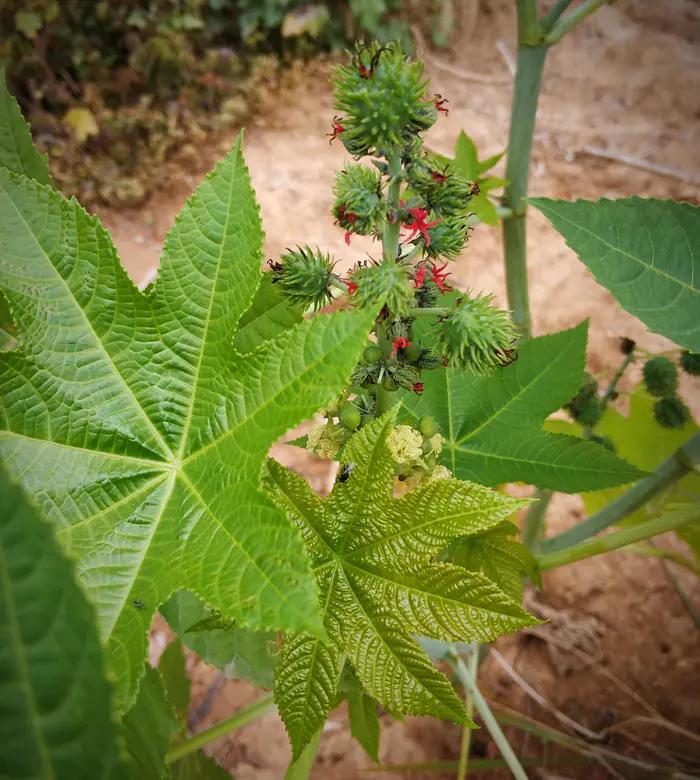 嘉实多润滑油的好处,嘉实多润滑油标志