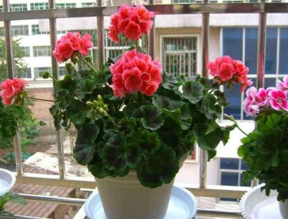 盆栽怎么防止土漏,盆栽花浇水浇不透怎么办