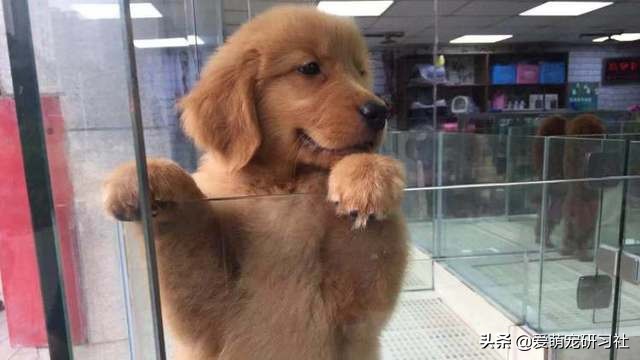 为什么给宠物看病那么贵,宠物狗看病为什么这么贵