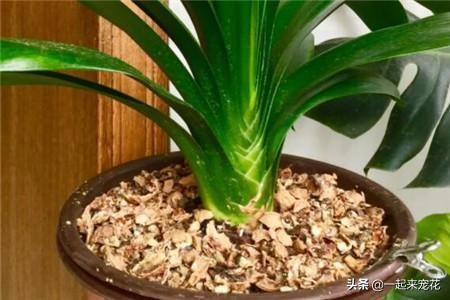 透明壳可以用来养花吗,花生壳当肥料养花可以么