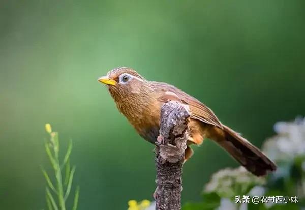如何判断画眉鸟叫的好坏,如何判断画眉鸟食好不好