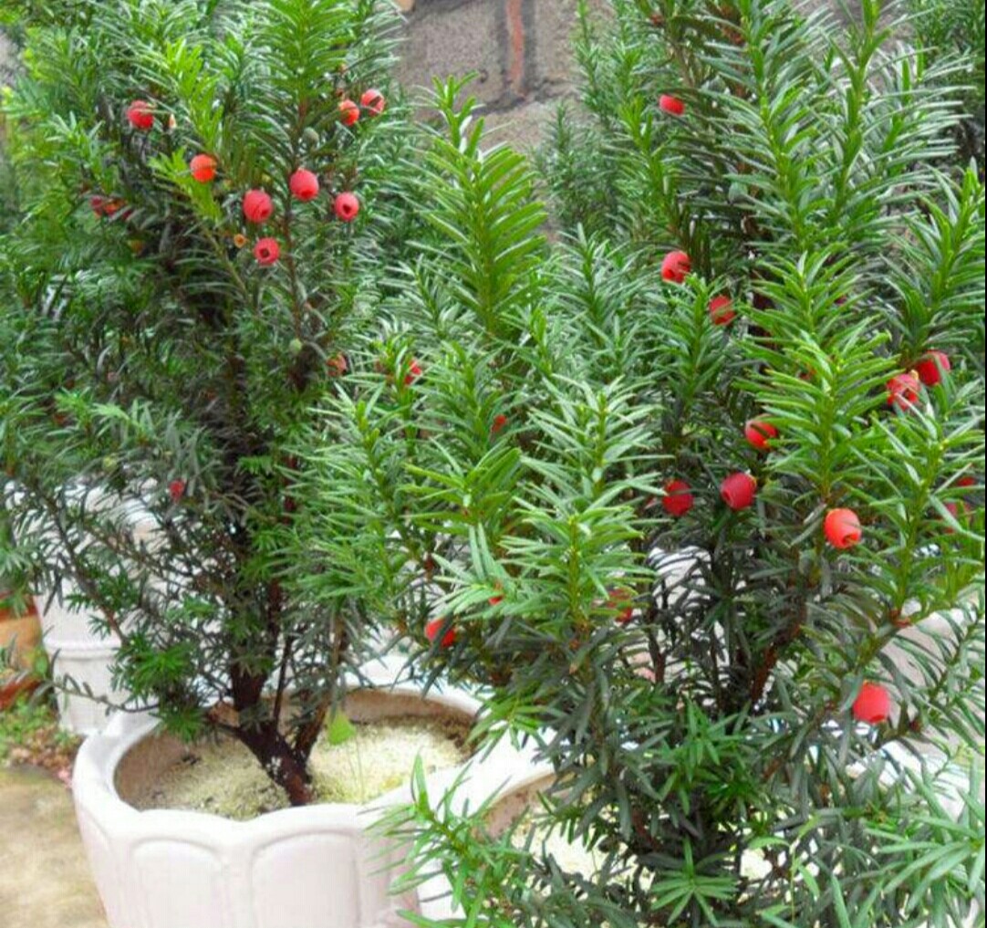 红豆杉黄叶原因及解决方法,家养发财树老黄叶怎么办