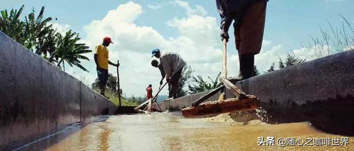 咖啡从采摘到制作过程视频,咖啡采摘加工过程