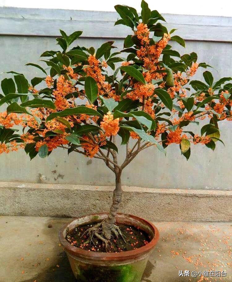 桂花盆栽如何施肥,盆栽桂花什么时候施肥